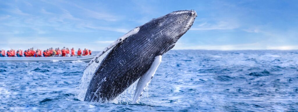 avistamiento de ballenas en san diego